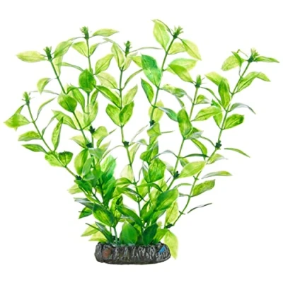 Afbeelding van Hobby 51560 Hygrophila, 20 cm