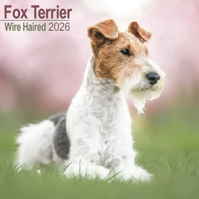 Afbeelding van Fox Terrier Ruwhaar Kalender 2026
