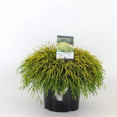 Afbeelding van Chamaecyparis pis sungold 45 cm Warentuin Natuurlijk