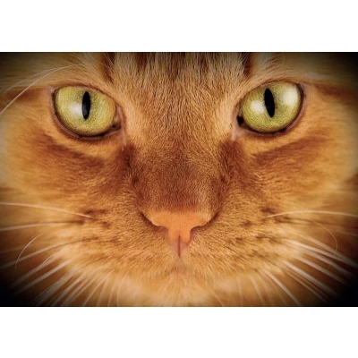 Afbeelding van Plenty Gifts Placemat Kat 42 X 30 Cm Polypropyleen Oranje