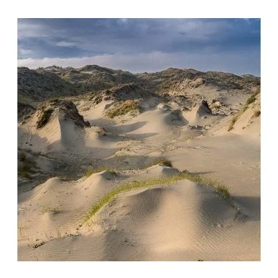 Afbeelding van White Manna Dune Worship