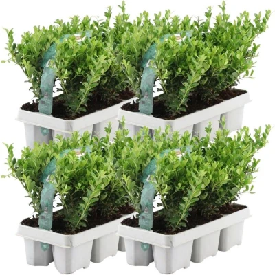 Afbeelding van Plants by Frank 24 hulst planten winterhard x Ø7 cm ↕15 Ilex crenata Jenny haagplanten