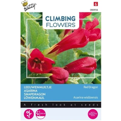 Afbeelding van Flowering Asarina Red Dragon Buzzy