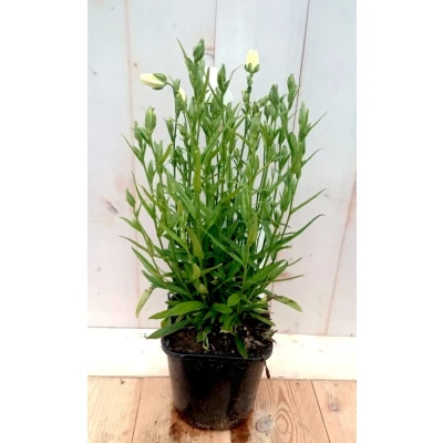 Afbeelding van Campanula staand wit Warentuin natuurlijk