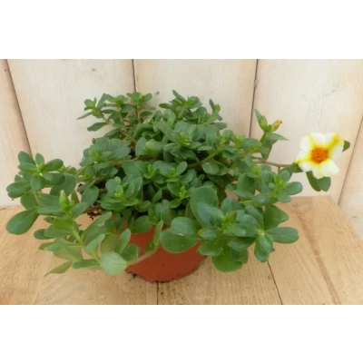 Afbeelding van 3 stuks! Portulaca eenjarig mix Warentuin natuurlijk