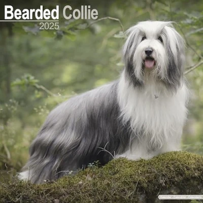 Afbeelding van Bearded Collie Kalender 2025