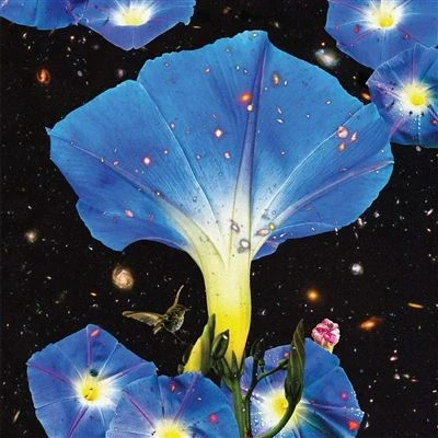 Afbeelding van Sarah Louise Nighttime Birds And..