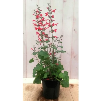 Afbeelding van Salvia Salie rood Warentuin natuurlijk