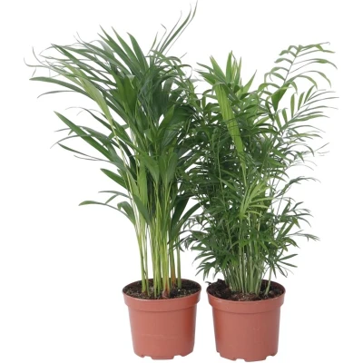 Afbeelding van Areca, Chamaedorea Mix van 2 Pot 17cm Hoogte 50 70cm Indoor Palmmix P17 x2