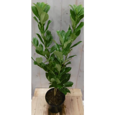 Afbeelding van Prunus rotundifolia 70 cm Warentuin Natuurlijk