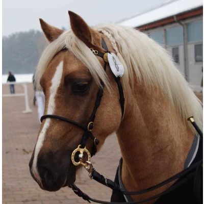Image de Luxury Show bridle with copper colored accessoires