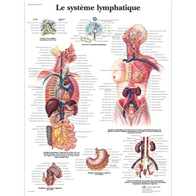 Afbeelding van 3B Scientific VR2392L anatomische plank, het lymfestelsel