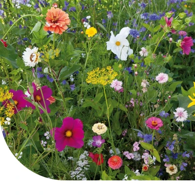 Afbeelding van Zomerbloemenmengsel 1 jarig 250 Gram ±100 M² MRS Seeds &amp; Mixtures