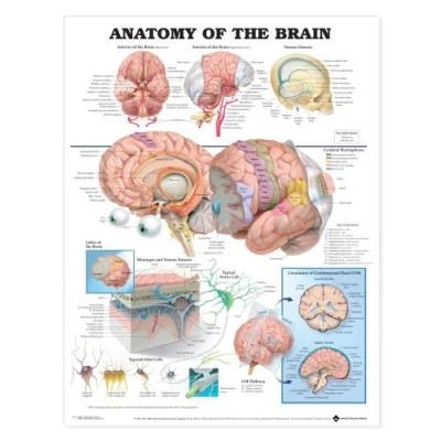 Afbeelding van Anatomie van de hersenen anatomische kaart