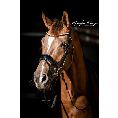 Image de HB Showtime Bride Special Guy Noir Cob