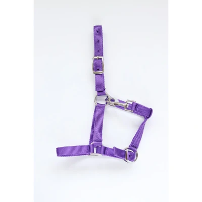 Image de HB Licol pour Poulain Astrid Violet