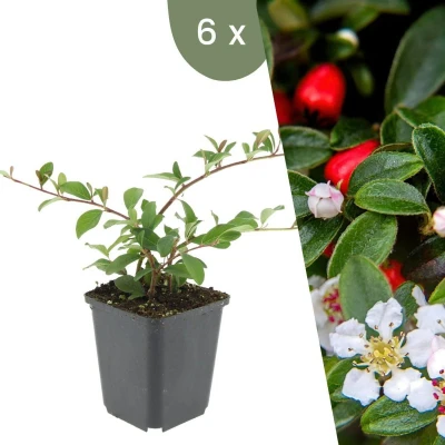 Afbeelding van Plants by Frank 6 Dwergmispel planten Cotoneaster dammeri &#039;Major&#039; Winterharde bodembedekker tuinplanten vaste meerjarig