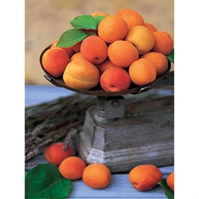 Image de Affiche 30x40 cm Les abricots / Apricots Aprikosen
