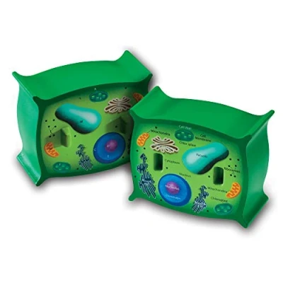 Afbeelding van Learning Resources Doorsnede plantencel model