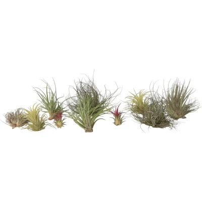 Afbeelding van Tillandsia Mix van 10 Luchtplantjes Hoogte 5 15cm x10