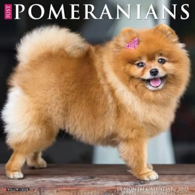 Afbeelding van Just Pomeranians 2025 12 X Wall Calendar