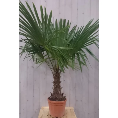 Afbeelding van Winterharde Palmboom stamhoogte 30 cm en hoogte 150 Warentuin Natuurlijk