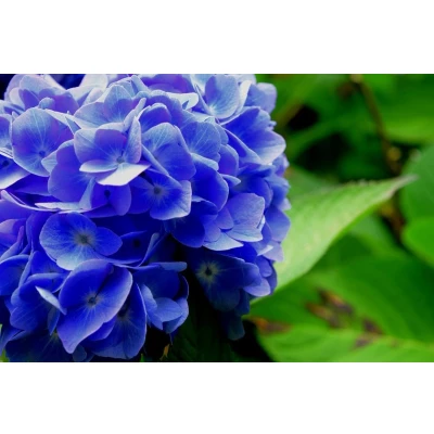 Afbeelding van Ferrarium hortensia blauwmaker 500 gram (Let Op! dit is GEEN plant) kleuren blauw maken