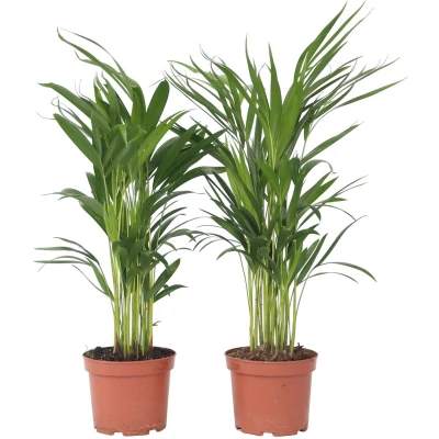 Afbeelding van Dypsis Lutescens Set van 2 Areca Goudpalm Pot 17cm Hoogte 60 70cm P17 x2