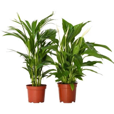 Afbeelding van Areca &amp; Spathiphyllum Mix van 2 Pot 17cm Hoogte 60 75cm Spathi P17 x2