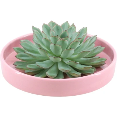 Afbeelding van Echte Succulent groen in roze keramiek schaal Ø12 14 cm ↕5 1x Echeveria Pulidonis vetplant