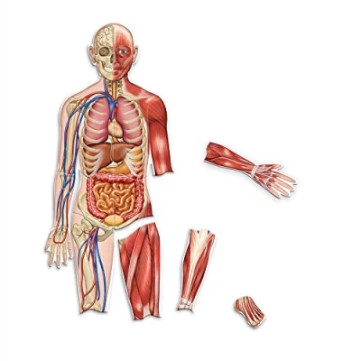 Afbeelding van Dubbelzijdige magneten het menselijk lichaam anatomie set