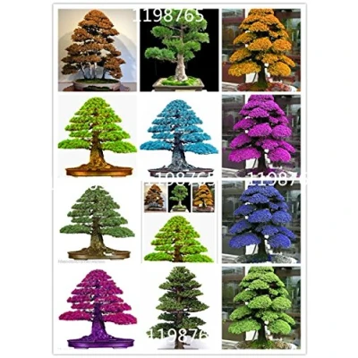 Afbeelding van Zaden 50 stuks Japanse bonsaizaden ceder Cryptomeria Japonica boom Evergreen tuinieren