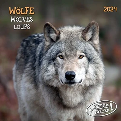 Afbeelding van Wolven Kalender 2024