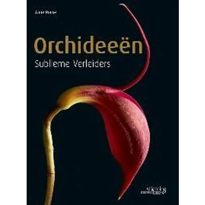 Afbeelding van Orchideeen