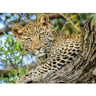 Afbeelding van Nathan puzzel Durch die Augen des Leoparden 500 stukjes.