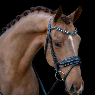 Image de HB Showtime Bridle It Is So Special