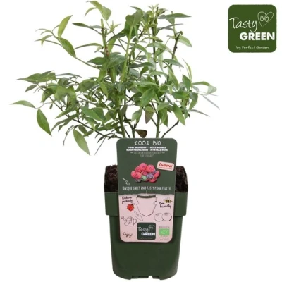 Afbeelding van Vaccinium cor. &#039;Pink Lemonade&#039;® P19 Roze bosbes Bio fruitplant