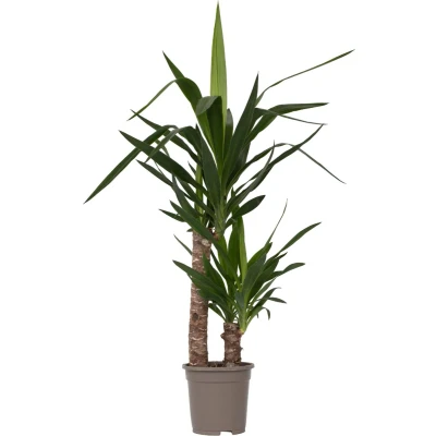 Afbeelding van Yucca Elephantipes Palmlelie Kamerpalm Pot 17cm Hoogte 70 80cm P17