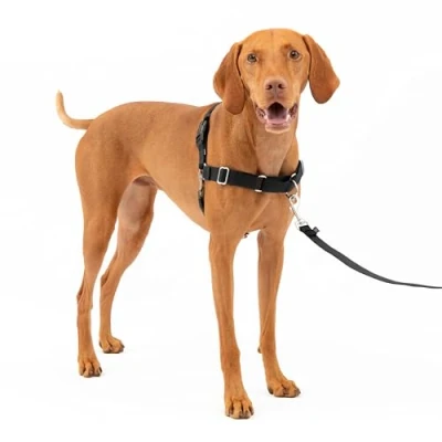 Image de EASY WALK Harnais M Noir Pour chien
