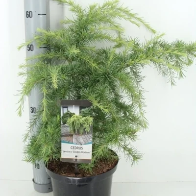 Afbeelding van Cedrus deodara &#039;Golden Horizon&#039;; Totale hoogte 55+cm incl. Ø23cm pot Himalajaceder Zeer decoratief en wintergroen