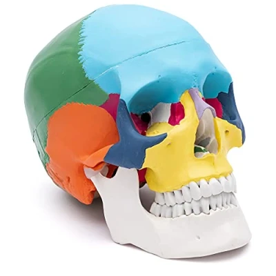 Afbeelding van Cranstein A 213 Anatomische schedel didactisch beschilderd medische studies en training anatomisch schedelmodel