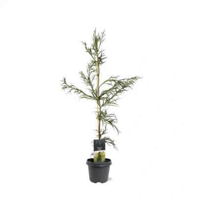 Afbeelding van Cryptomeria japonica &#039;Rasen&#039; Japanse ceder Planthoogte: 80 100 cm Pot Ø 23 (5 Liter)
