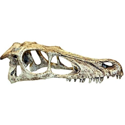 Afbeelding van Komodo Raptor Schedel 11,5X25X9,5 CM L