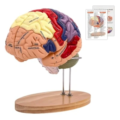 Afbeelding van Set van 2 anatomische modellen het menselijk brein, 4 delig, levensgroot, met etiketten en displaybasis, voor medisch onderwijs, weergave (hersenmodel)