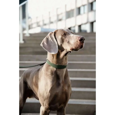 Afbeelding van Kentucky Horsewear Dogwear Hondenhalsband Gevlochten Nylon Groen XXS/28CM