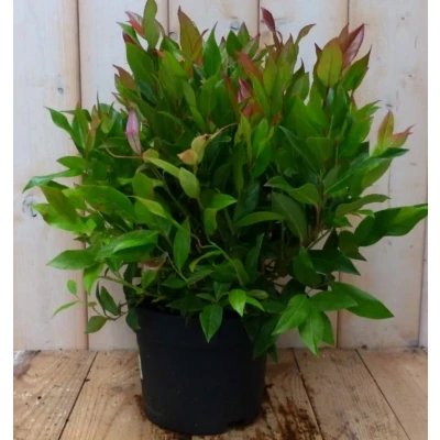 Afbeelding van 2 stuks! Leucothoe Bladhoudend 30 cm Warentuin natuurlijk