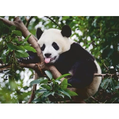 Afbeelding van Ravensburger Panda 500 Teile.