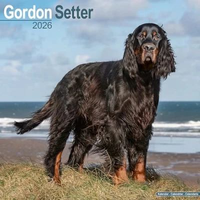 Afbeelding van Gordon Setter Calendar 2026 Square Dog Breed Wall 16 Month