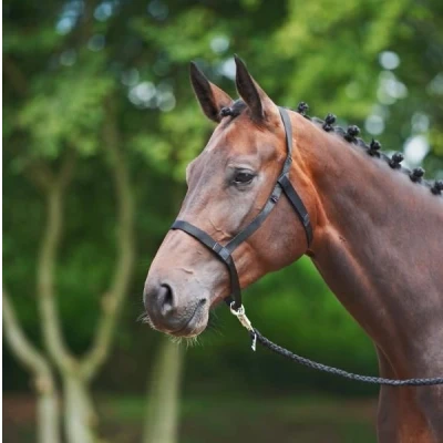 Image de Busse meadow halter