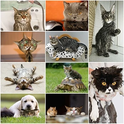 Afbeelding van grappige katten: set van 20 ansichtkaarten met en katten (10 motieven x 2 stuks) voor verzamelaars postcrossing door EDITION COLIBRI